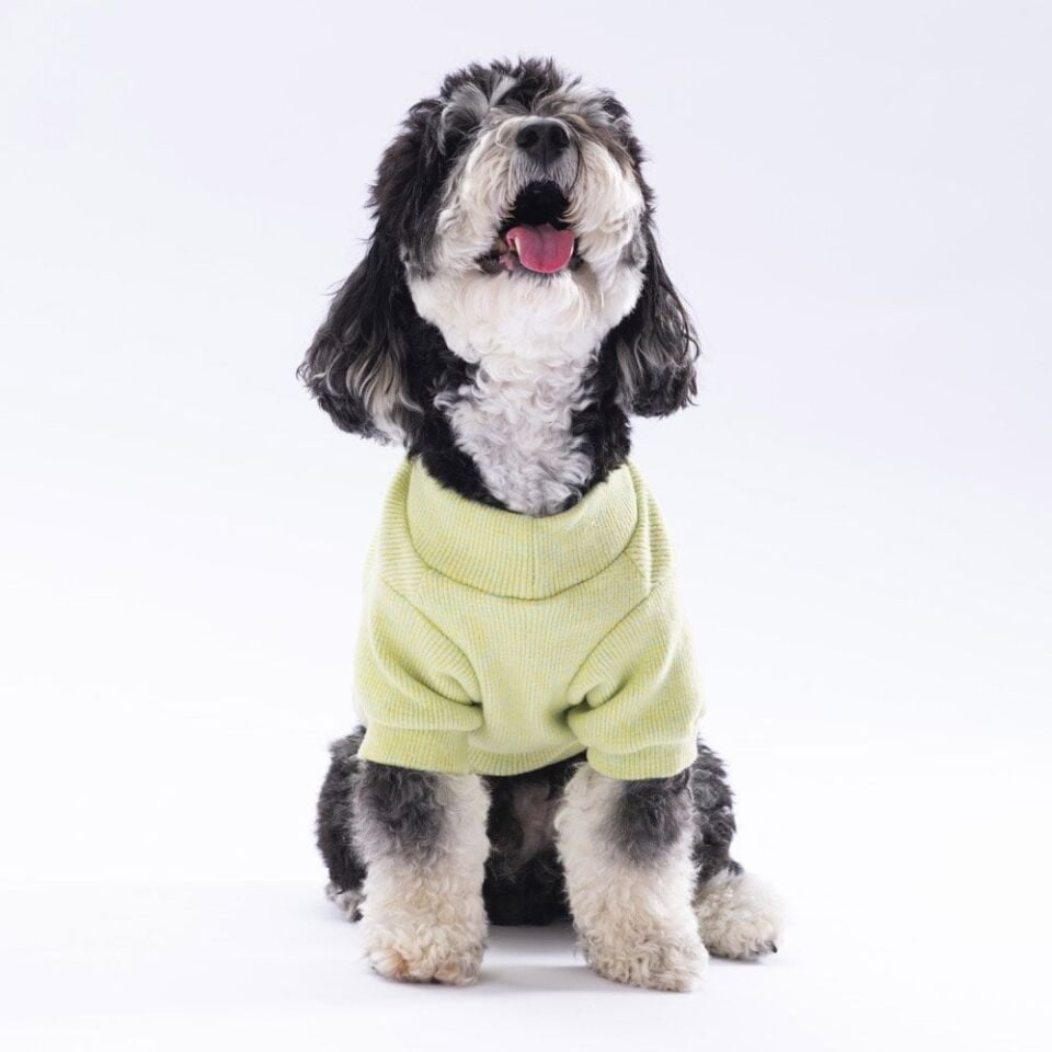Pawstar Yellow Merino Sweat Large 30X33X46 cm