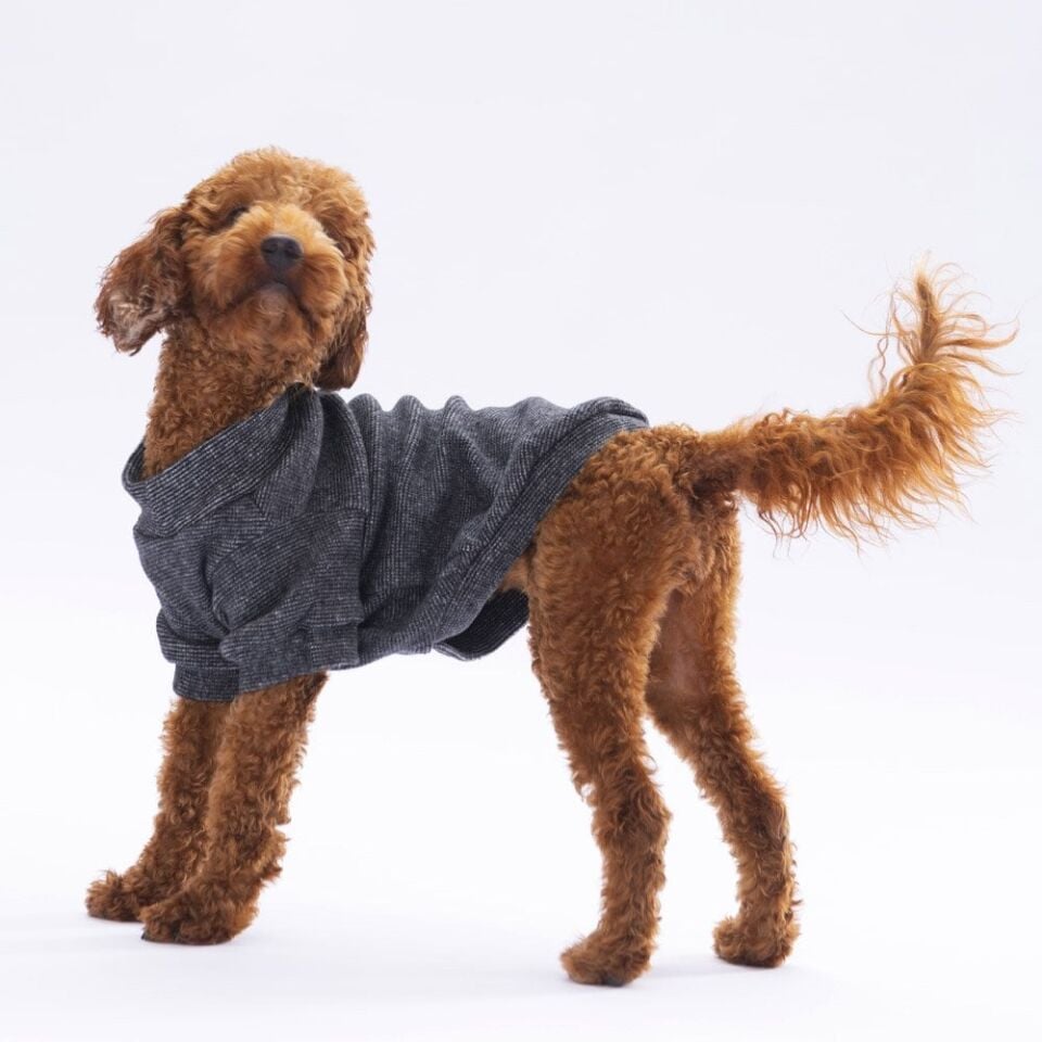 Pawstar Black Merino Sweat Large 30X33X46 cm