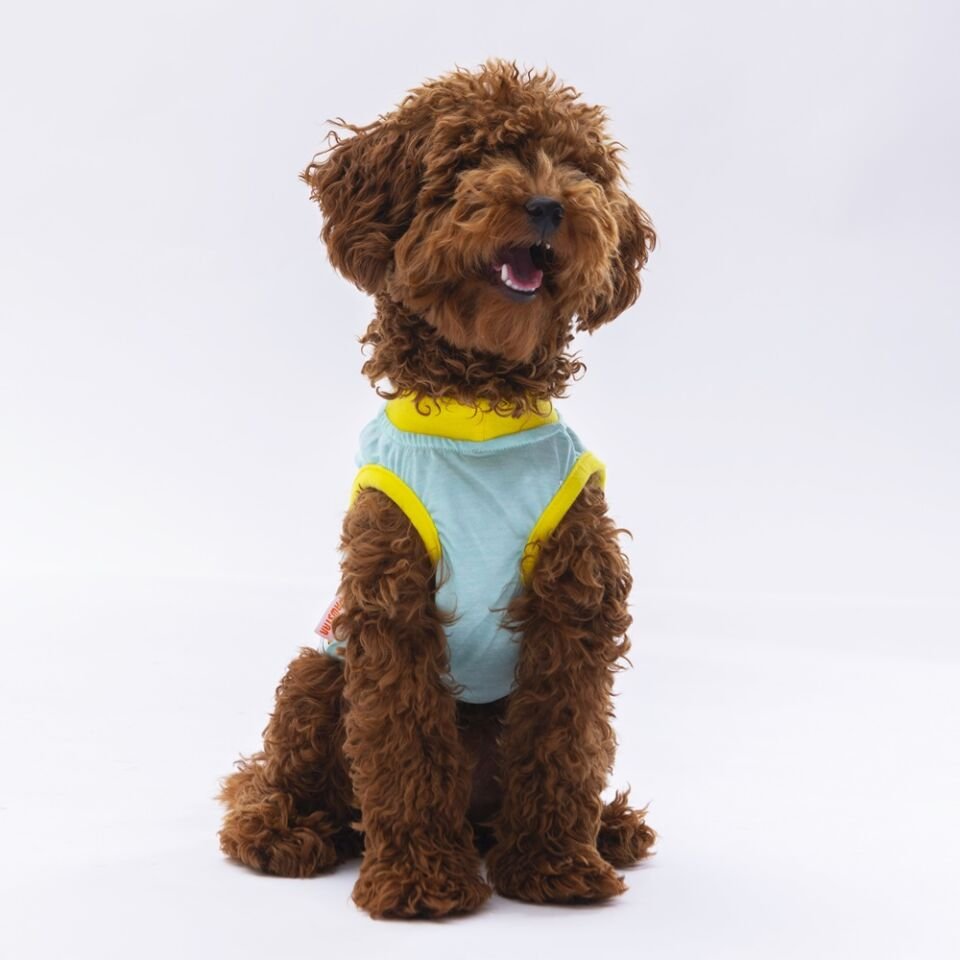 Pawstar Mint Sunrise Tişört XXLarge 38X43X58 cm