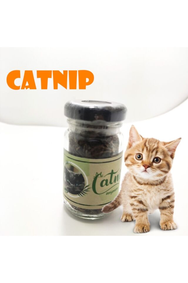 Catnip Doğal Kedi Otu - Kedi Nanesi 10GR (1077)